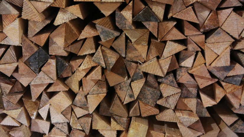 Юрист Георгиева назвала размер штрафа за унесённое из леса на дачу дерево