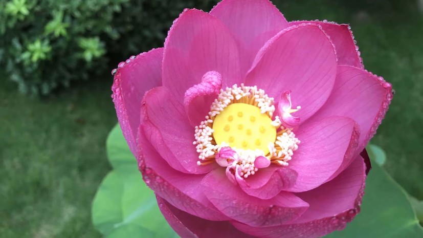 Сенатор Епифанова предупредила, что в ряде случаев за сбор растений грозит штраф