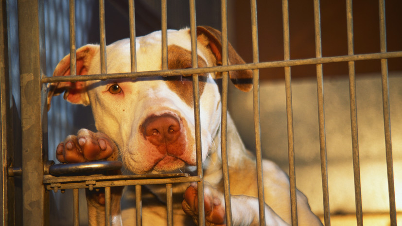Сенатор Гибатдинов: требования к передержкам для животных нужно ужесточить