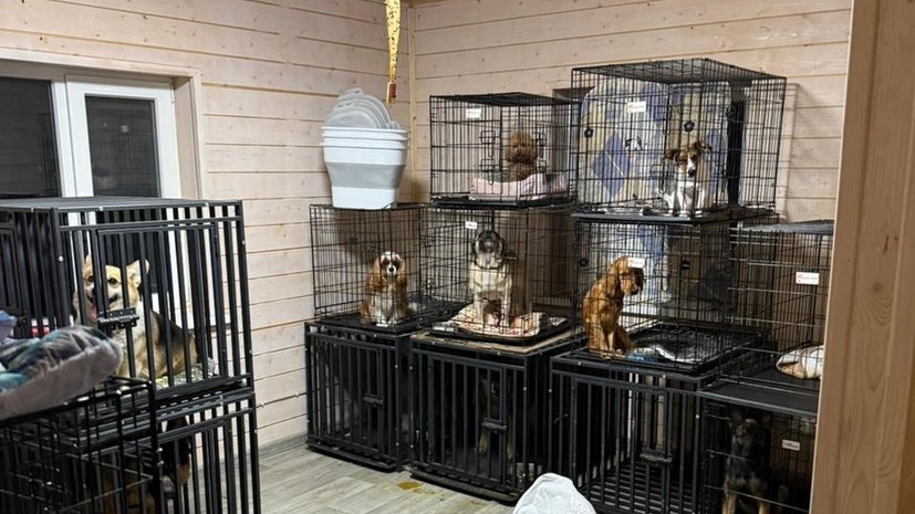 В суд поступило ходатайство об аресте хозяек зоогостиницы в Чехове