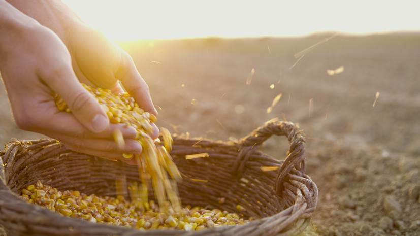 Российские аграрии собрали 105 млн тонн зерна