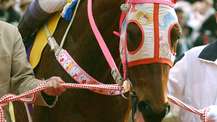 В Японии умерла лошадь, считавшаяся самой неудачливой в истории спорта