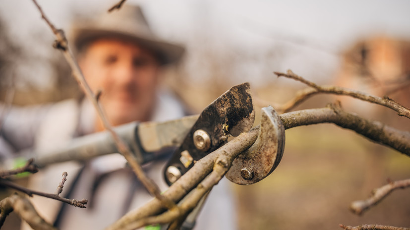 Садовод Самойлова: обрезка яблонь предотвращает болезни