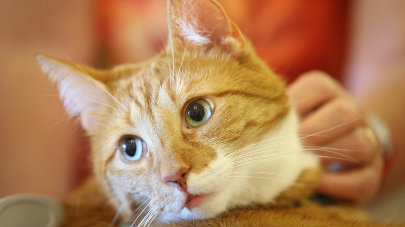 Ветеринар: симптомы деменции у кошек можно принять за признаки других заболеваний