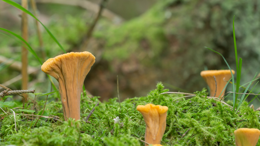 В Курганской области предупредили о штрафах за сбор краснокнижных растений и грибов