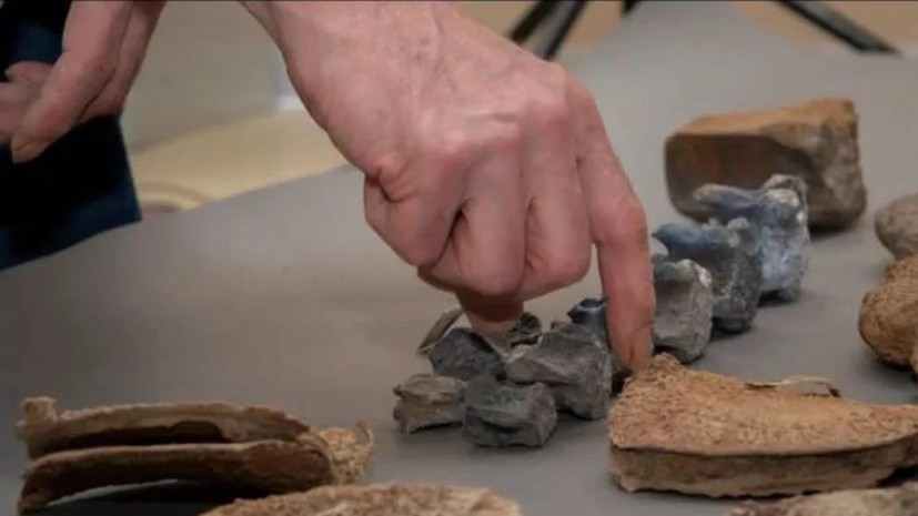 В Петербурге отреставрировали найденный на Ямале скелет мамонта