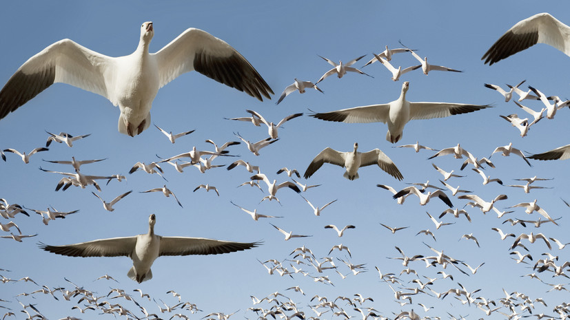 Орнитолог Чернецов: смена климата влияет на миграцию птиц