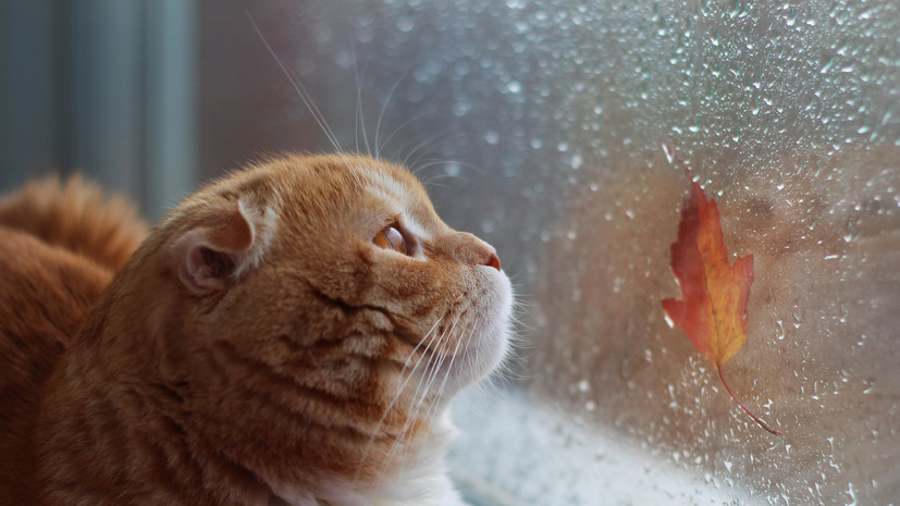 Синоптик Варакин: сентябрьская погода может быть коварна