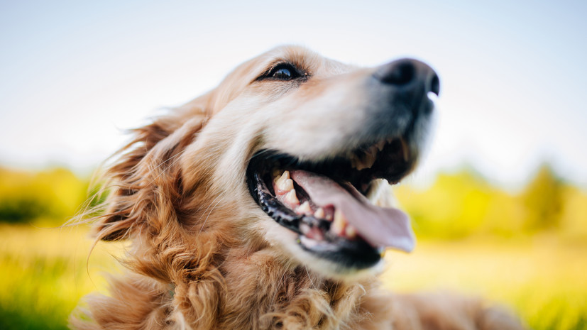 Собаку из Красноярска номинировали на всероссийскую премию «Мой ласковый и нежный зверь»