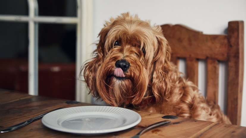 Кинолог Карапетьянц: собака может подавать 60 сигналов о своём состоянии