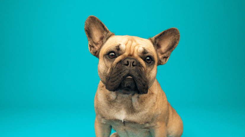 Кинолог Голубев: страхование животных становится распространённой практикой