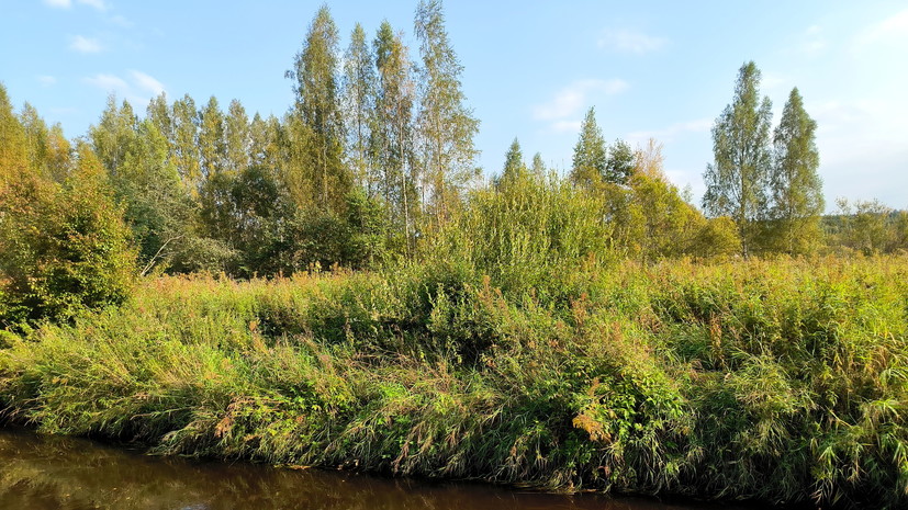Эколог Баташов: ужи стали выползать в Подмосковье на фоне тёплой погоды
