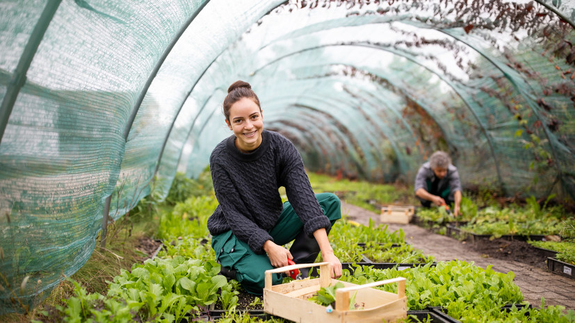 Садовод Самойлова: теплицу к следующему сезону нужно готовить после сбора урожая