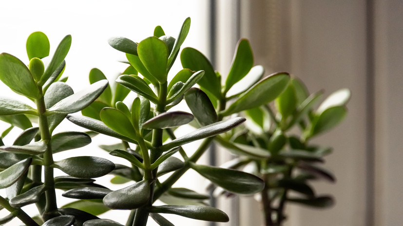 Россиянам объяснили, каким комнатным растениям не вредит жара в квартире