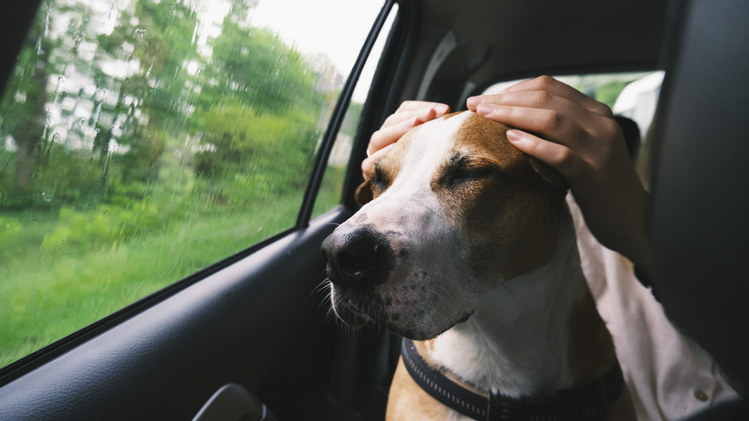 Ветврач Черепивская: успокоительное поможет питомцу справиться со стрессом в пути