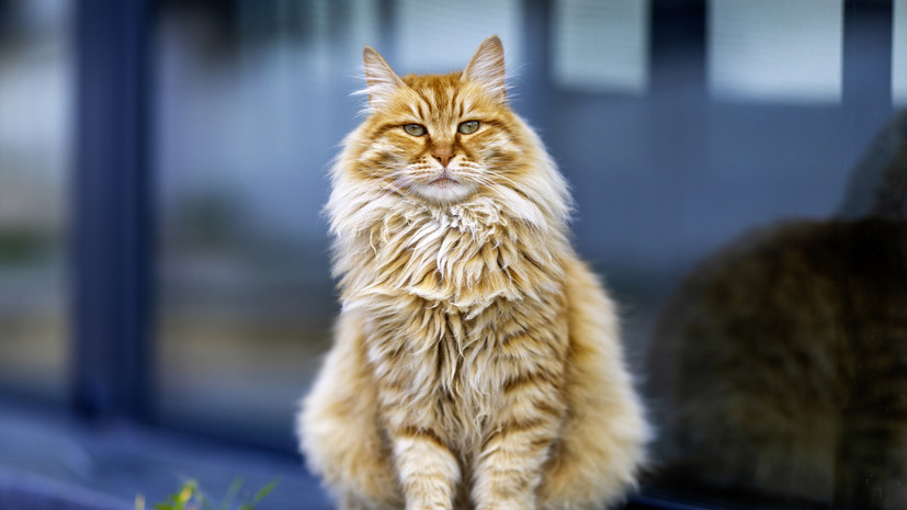 Ветеринар Резаков: кошки линяют дважды в год