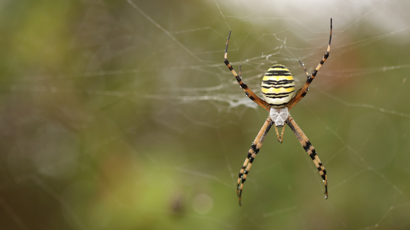 Специалист: пауки-осы появились в Пермском крае из-за изменения климатических условий