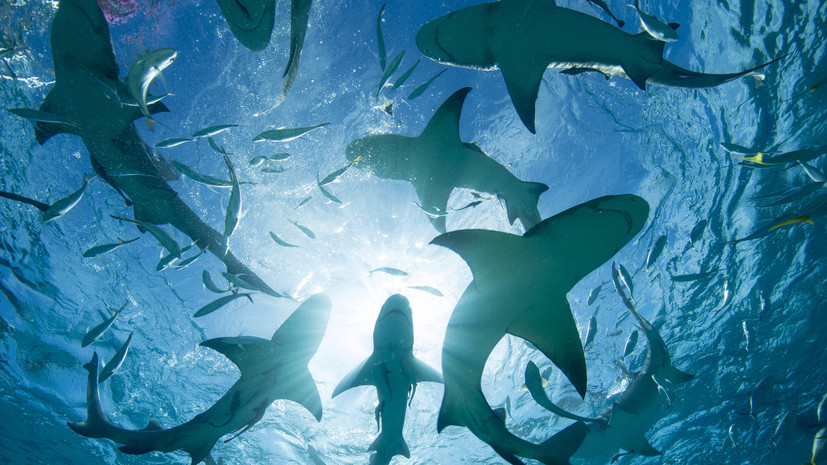 SHOT: в Египте из-за акул закрыли несколько пляжей