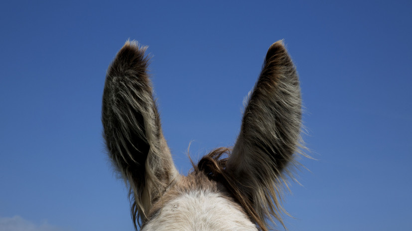 Помогавший ВС России ослик Жорик из зоны СВО получил новый дом в Великом Устюге