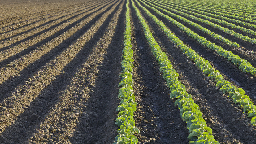 Агроном Викулов: сидераты делают почву более плодородной