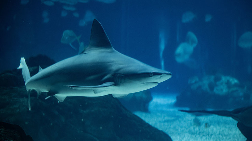 Ихтиолог Аршавский: акула не отличает людей от тюленей и других животных