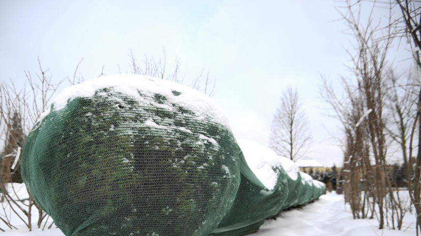 Садовод Туманов посоветовал не торопиться укрывать растения на зиму