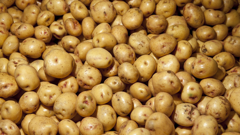 Учёный Макаренко напомнил уральским садоводам о сборе урожая