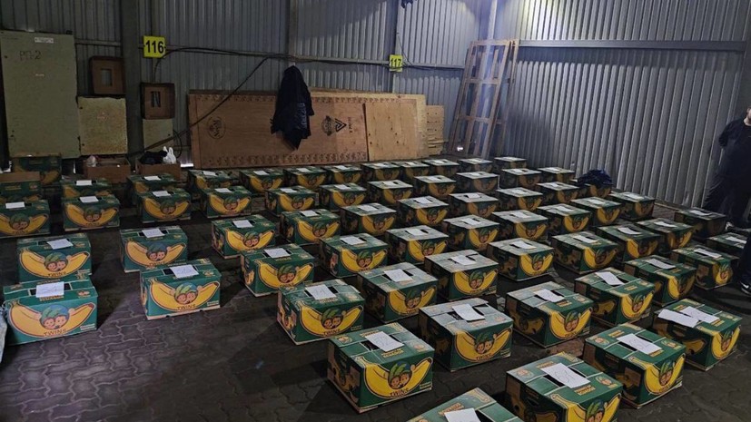 ФТС и ФСБ выявили в Петербурге 1,5 т кокаина, ввезённого с бананами из Эквадора