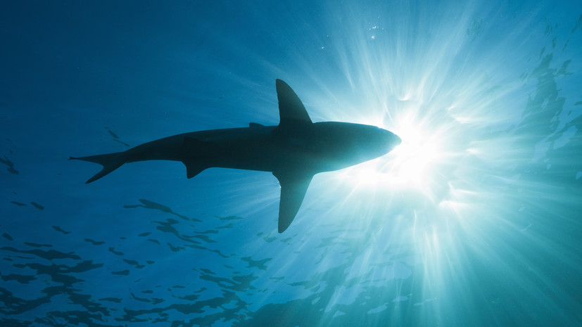 Турэксперт Ерина рассказала, на каких курортах турист может встретиться с акулой