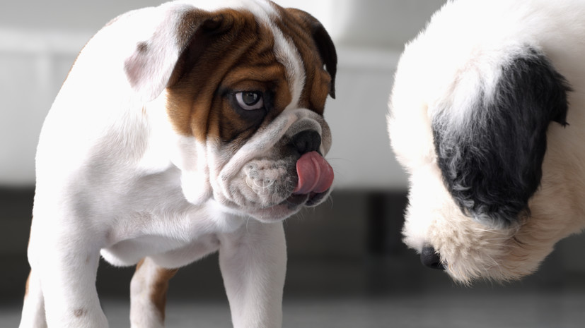 Кинолог Голубев: собаки лижут сородичей, чтобы получить информацию