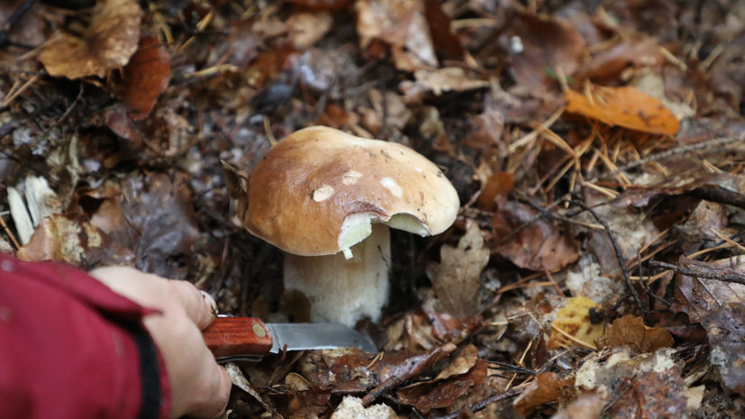 Депутат Колунов: за сбор грибов в заповедниках грозит штраф