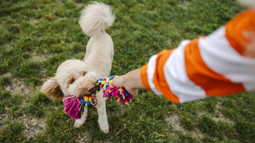 Специалист Балагуров: не все игрушки безопасны для питомцев