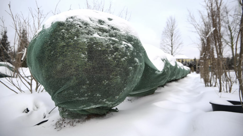В Союзе дачников Подмосковья предупредили о рисках раннего укрытия сада на зиму