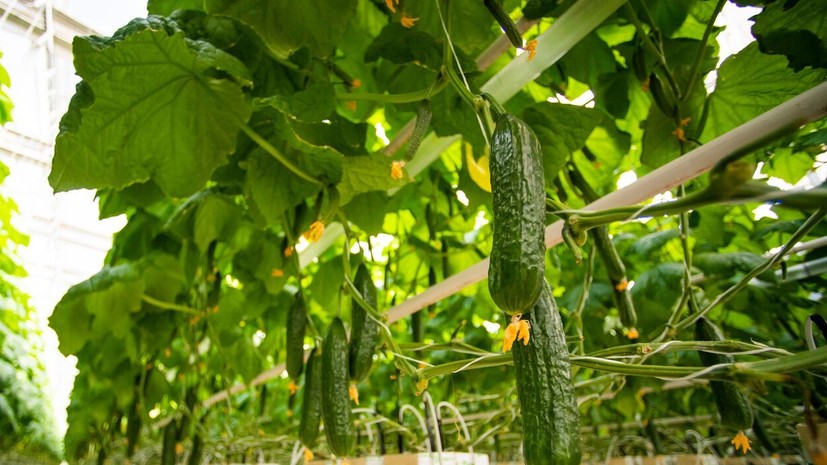 Агроном Маслов: растения в сентябре подкармливают фосфорно-калийными удобрениями