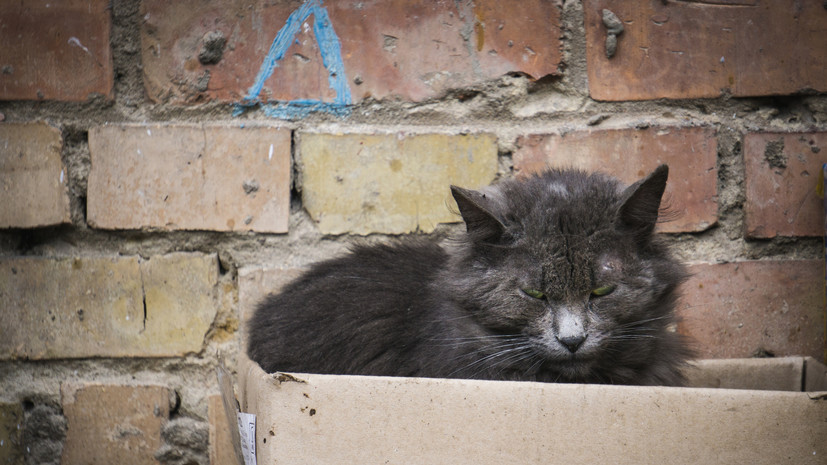 Ветврач Шеляков: найденного кота не следует подпускать к своим питомцам