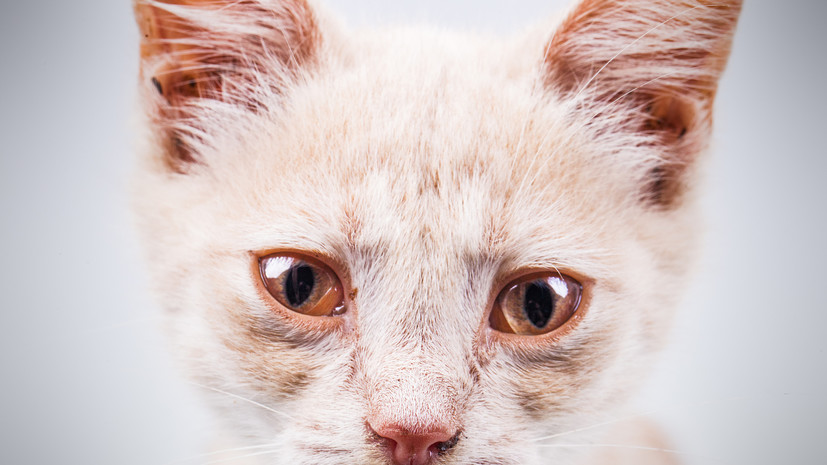 Ветеринар Шеляков посоветовал обратиться к соседям при поиске сбежавшей кошки