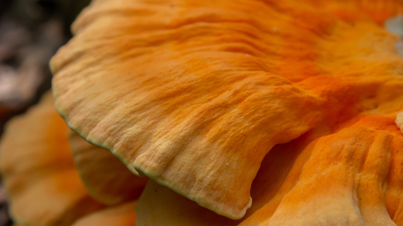 Специалист Тихомиров: трутовик серно-жёлтый чаще всего можно увидеть на дубах