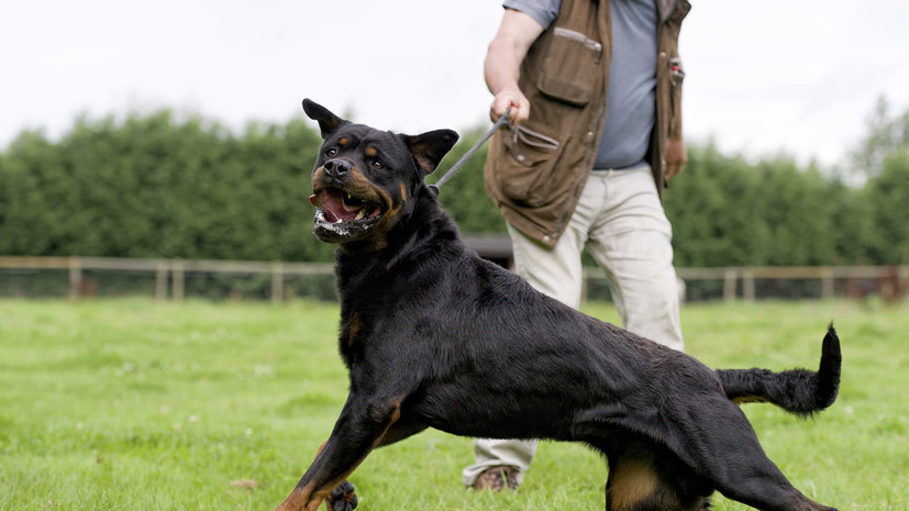 Госдума одобрила проект закона о запрете выгула собак опасных пород пьяными
