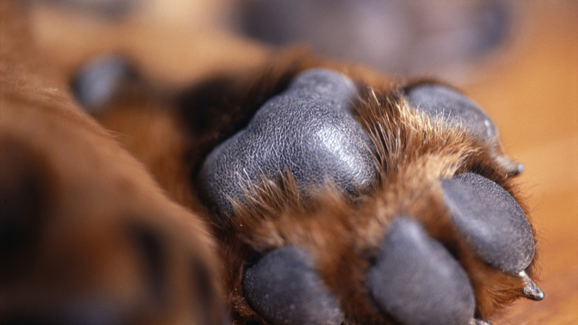 Ветврач Романовская посоветовала заранее готовить собаку к походу в клинику