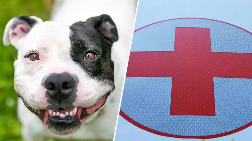 «Сегодня — рука, завтра — горло у ребёнка»: стаффордширский терьер напал на 14-летнюю девочку в Омске