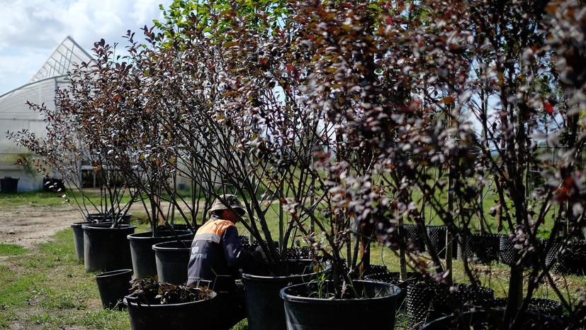 Специалист Хромов: при выборе саженца обращайте внимание на корни