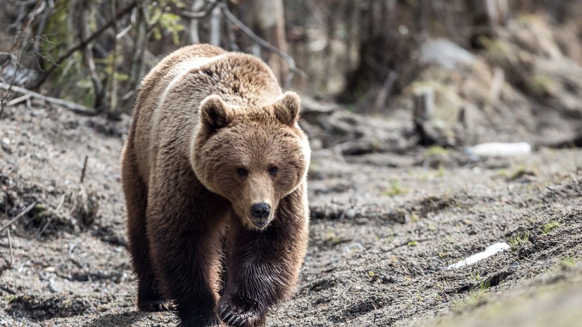 Медведь напал на людей в Петропавловске-Камчатском