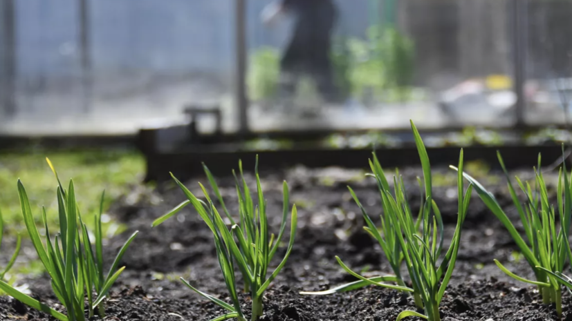 Садовод Гордеева: озимый чеснок нужно сажать с конца сентября до середины октября