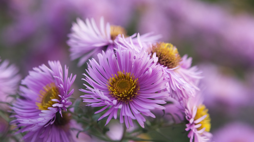 Садовод Самойлова: астры можно высаживать в заморозки