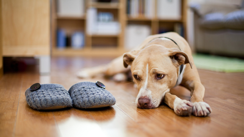 Ветврач Романовская дала советы, как снизить стресс от одиночества у собаки