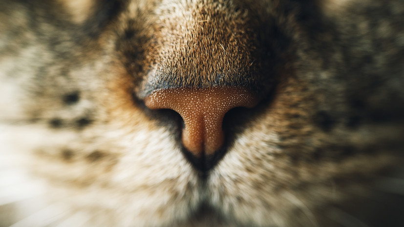 Ветврач Земская: сухой нос не всегда является признаком болезни питомца