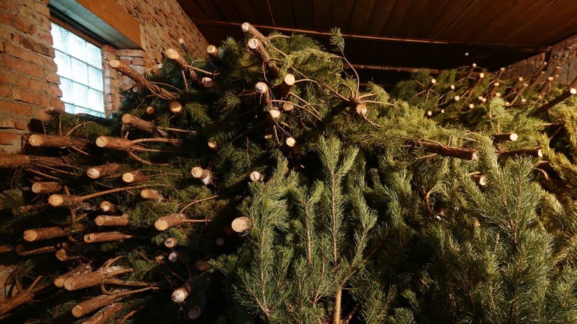 Рослесхоз: сумма штрафа за незаконную вырубку зависит от размера дерева