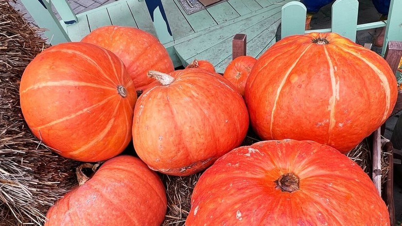 Нутрициолог Гузман: тыква помогает улучшить настроение