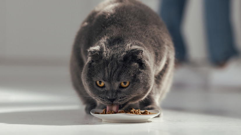 Ветврач Шеляков назвал белковый перекорм ошибкой владельцев котов