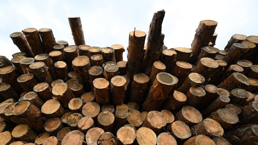 В Пермском крае перед судом предстанут «чёрные лесорубы», нанёсшие урон на 66 млн рублей